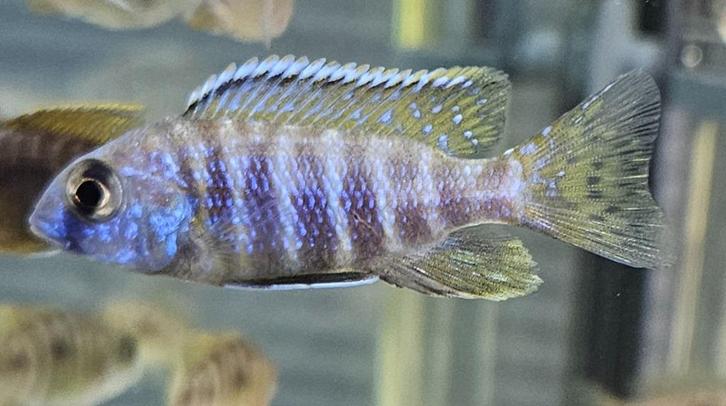 Aulonocara stuartgranti malawicichliden, Dieren en Toebehoren, Vissen | Aquariumvissen, Zoetwatervis, Vis
