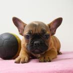 Franse Bulldog (teefjes) - Belgische pups te koop, CDV (hondenziekte), Meerdere, Teef, 8 tot 15 weken