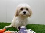 Maltipoo puberpups, België, 15 weken tot 1 jaar, Reu, CDV (hondenziekte)