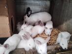 Californian jongen vleeskonijnen, Dieren en Toebehoren, Konijnen