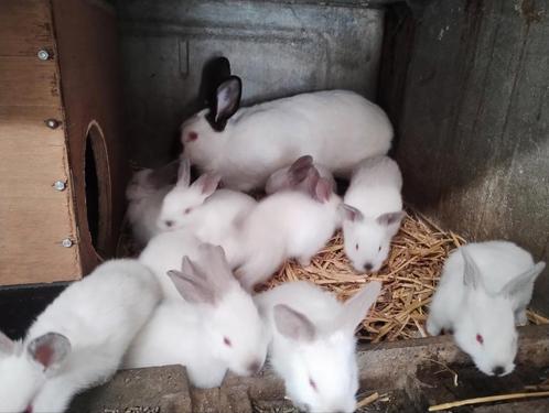 Californian jongen vleeskonijnen, Dieren en Toebehoren, Konijnen