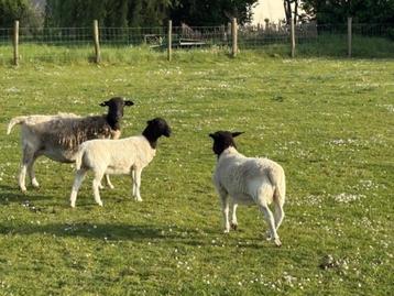 Moutons Dorper à vendre