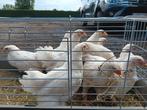 Witte brahma kuikens, Dieren en Toebehoren, Pluimvee