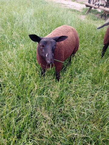 2 ooi lammeren, Femelle, Mouton, 0 à 2 ans