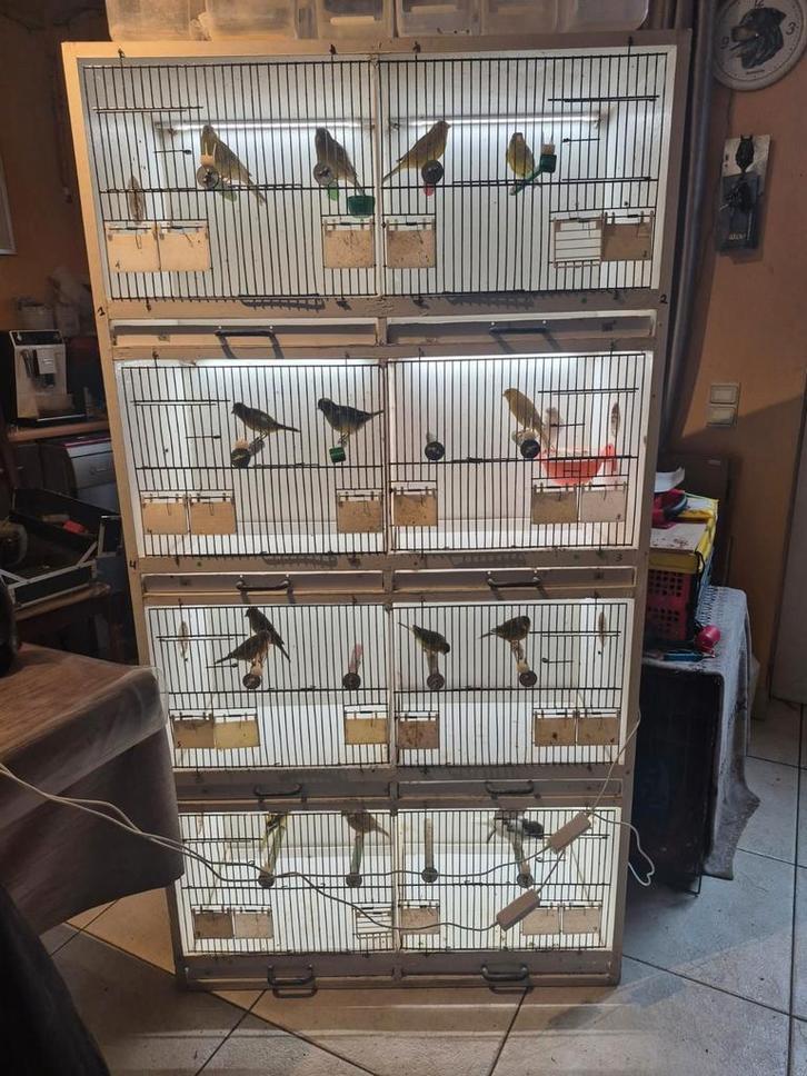Kweekkooien, Animaux & Accessoires, Oiseaux | Cages & Volières, Enlèvement