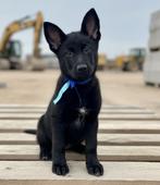 Herder Reutje—Black-VEO—FCI — Sports, sécurité et famille., 8 à 15 semaines, Plusieurs, Éleveur | Loisir, Parvovirose