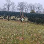 2 appelbomen , groen en rood, Tuin en Terras, Ophalen, Zomer, 250 tot 400 cm