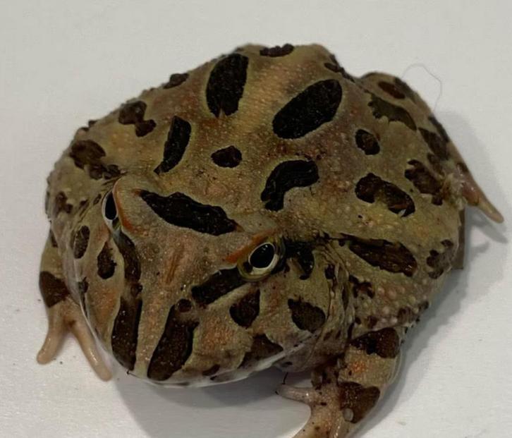 Pacman kikker – opvallende en grappige terrariumbewoner, Dieren en Toebehoren, Reptielen en Amfibieën, Amfibie