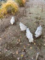 Te koop Brahma hanen, Dieren en Toebehoren, Mannelijk, Kip