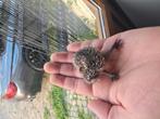 Echinops telfairi, Dieren en Toebehoren, Juli, Meerdere dieren, Overige typen, Tam