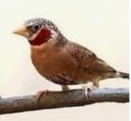 Gezocht bandvinken, Dieren en Toebehoren, Vogels | Overige Vogels, Tropenvogel, Geringd