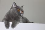Brits korthaar, Dieren en Toebehoren, Katten en Kittens | Raskatten | Korthaar, Poes, Gechipt, 6 jaar of ouder
