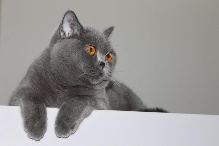 Brits korthaar, Dieren en Toebehoren, Katten en Kittens | Raskatten | Korthaar, Poes, 6 jaar of ouder, Met stamboom, Gechipt, Ontwormd