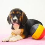 Beagle - Belgische puppy's te koop, Dieren en Toebehoren, CDV (hondenziekte), Meerdere, 8 tot 15 weken, Meerdere dieren