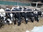 10 stuks Holstein jongvee te koop, Vrouwelijk, 0 tot 2 jaar