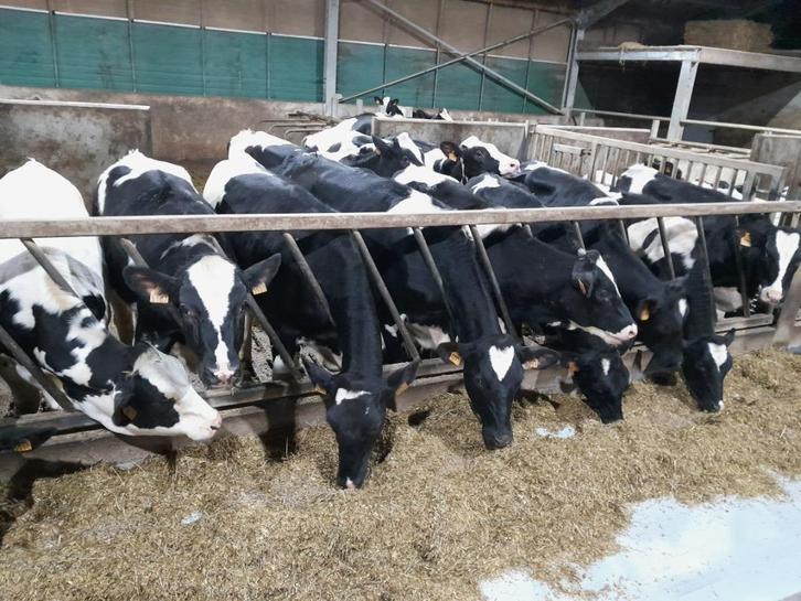 10 stuks Holstein jongvee te koop, Dieren en Toebehoren, Runderen, Vrouwelijk, 0 tot 2 jaar