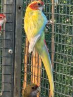 Rosella's mutaties, Dieren en Toebehoren, Meerdere dieren, Parkiet, Geringd