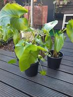 Aronskelk  voor de vollegrond, Tuin en Terras, Ophalen of Verzenden, Winter