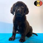 Prachtige Labradors pups in zwart, blond, chocolade te koop, Dieren en Toebehoren, België, Handelaar, CDV (hondenziekte), 8 tot 15 weken