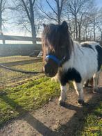 Zwartbont merrie shetlander, Dieren en Toebehoren, Pony's, Merrie