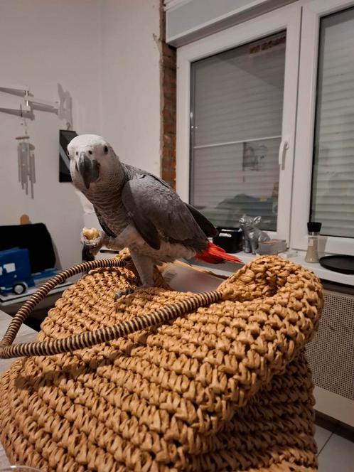 Mannelijke papegaai  met cites en DNA, Dieren en Toebehoren, Vogels | Parkieten en Papegaaien, Papegaai, Tam