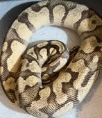 Python regius, Dieren en Toebehoren