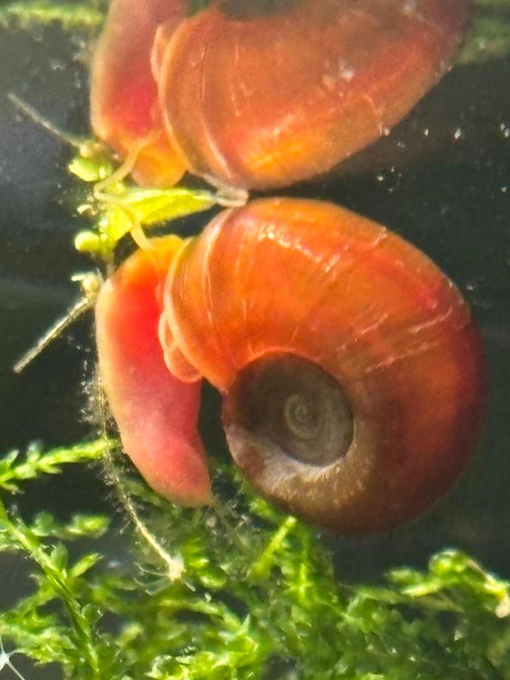 Posthoornslakken blauw/ rood / bruin, Dieren en Toebehoren, Vissen | Aquariumvissen, Zoetwatervis, Slak of Weekdier