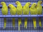 Halsbanden,catharina Roseicollie’s enz gezocht!, Dieren en Toebehoren, Vogels | Parkieten en Papegaaien