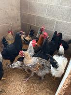 14 jonge hanen, Dieren en Toebehoren, Pluimvee