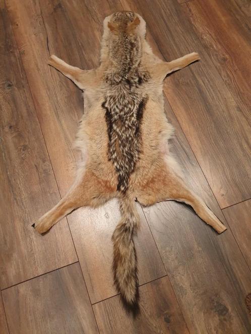 Dierenvacht, zwartrugjakhals. Leuke decoratie huid vachtje, Verzamelen, Dierenverzamelingen, Zo goed als nieuw, Overige typen