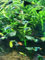 Guppy's Tuxedo gold en andere kleuren., Vis, Zoetwatervis, Schoolvis