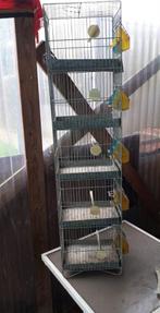 vogelkooien, Enlèvement, Utilisé, Métal, Cage à oiseaux