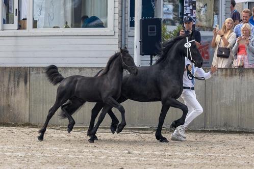 Mooie Friese jaarling te koop, Dieren en Toebehoren, Paarden, Merrie, Onbeleerd, 0 tot 2 jaar, Met stamboom, Gechipt, Ontwormd
