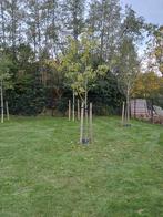 Prunus Avium zoete kers plantmaat 16/18 hoogstam, Ophalen, 400 cm of meer, Kersenboom, Lente
