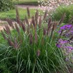 Pennisetum 'Black beauty', Tuin en Terras, Ophalen, Winter, Vaste plant, Siergrassen