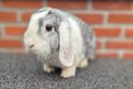 NHD Voedster, Dieren en Toebehoren, Konijnen, Vrouwelijk, Dwerg, Hangoor, 0 tot 2 jaar