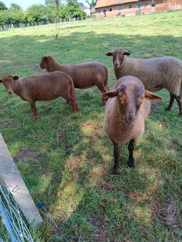 Ardense voskop ram lammeren  beschikbaar voor biedingen