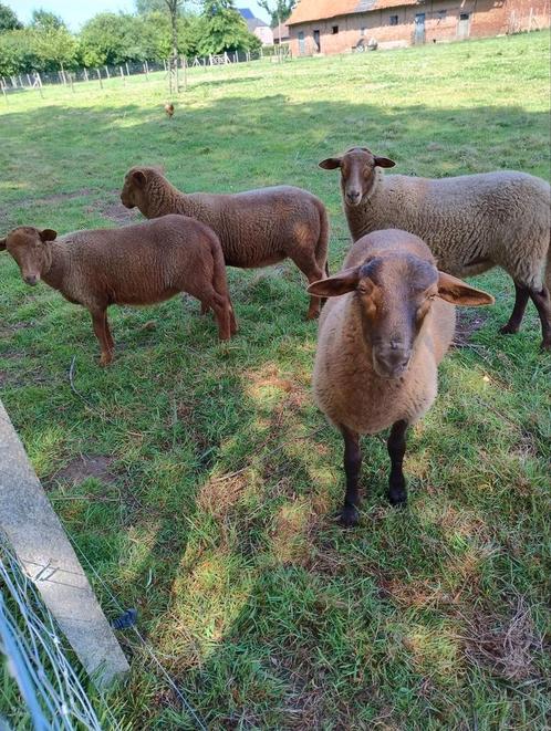 Ardense voskop ram lammeren, Dieren en Toebehoren, Schapen, Geiten en Varkens, Schaap, Meerdere dieren, 0 tot 2 jaar