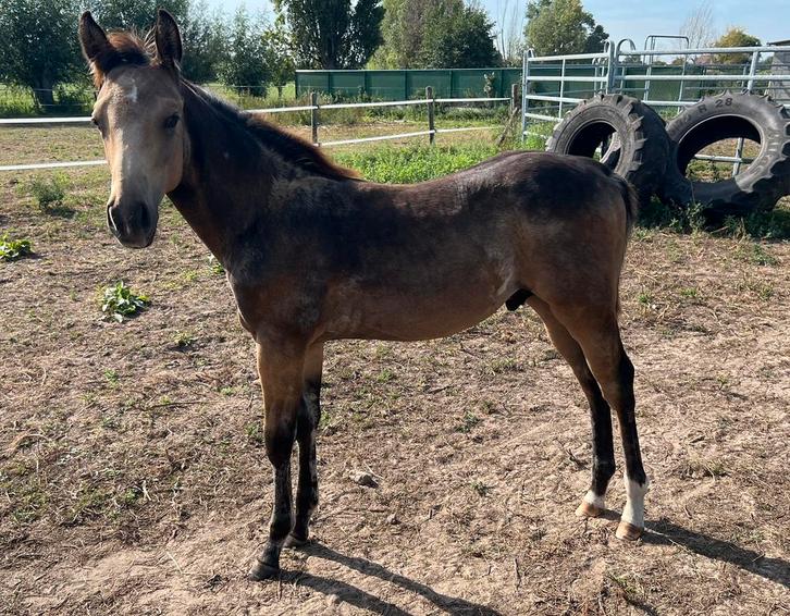 Bushking hengsten veulen, Dieren en Toebehoren, Paarden, Hengst