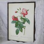 Photo d'une rose, Enlèvement ou Envoi, Gravure