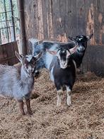 Jonge Hoornloze dwerggeitjes, Dieren en Toebehoren, Schapen, Geiten en Varkens