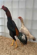 Oh shamo, Dieren en Toebehoren, Pluimvee