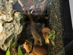 Deze mooie L144 mogen weg, Dieren en Toebehoren, Vissen | Aquariumvissen