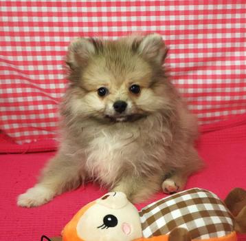 Supermooie Pomeriaantjes!, Dieren en Toebehoren, Honden | Poolhonden, Keeshonden en Oertypen, Keeshond, 15 weken tot 1 jaar, Buitenland