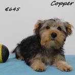 "Copper" standaard Yorkshire Terriër - pup te koop, Dieren en Toebehoren, Honden | Jack Russells en Terriërs, Yorkshire Terriër