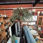 Mooie plastieken boom, Enlèvement