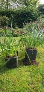 KNIPHOFIA ALCAZAR (vuurpijl), Tuin en Terras, Volle zon, Vaste plant, Zomer, Ophalen