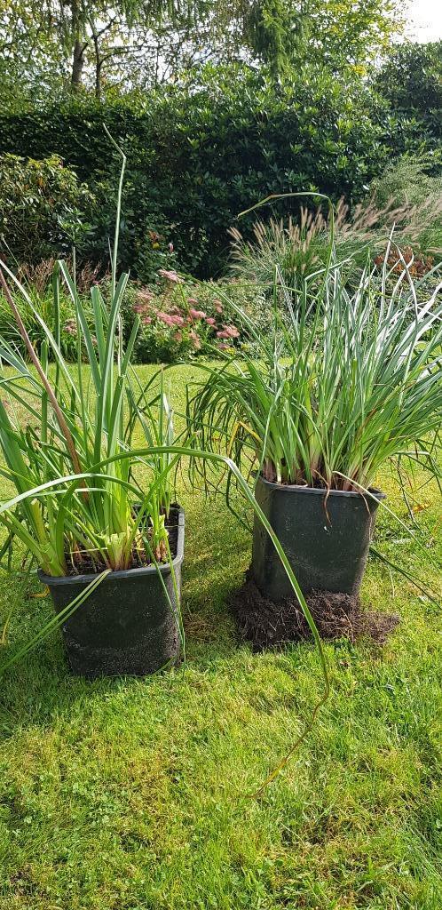 KNIPHOFIA ALCAZAR (vuurpijl), Tuin en Terras, Planten | Tuinplanten, Vaste plant, Overige soorten, Volle zon, Zomer, Ophalen