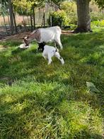 Twee dwergeit bokjes te koop, Dieren en Toebehoren, Schapen, Geiten en Varkens, Mannelijk, Geit, 0 tot 2 jaar