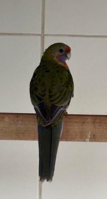 Pop Adelaide Rosella 2025 met DNA beschikbaar voor biedingen